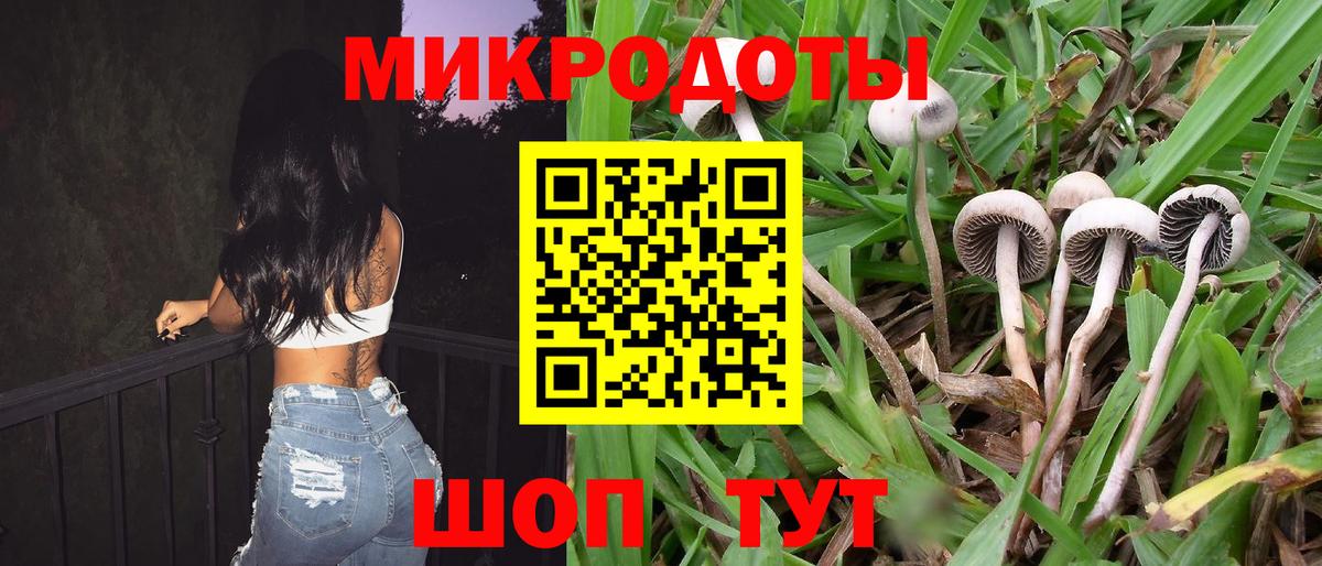 Галлюциногенные грибы Psilocybe Ростов-на-Дону